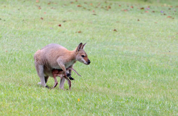 istock Red-necked wallaby with joey getting into the pouch 461318679