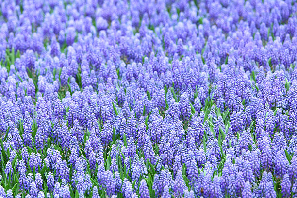 istock Purple muscari botryoides field 461319107