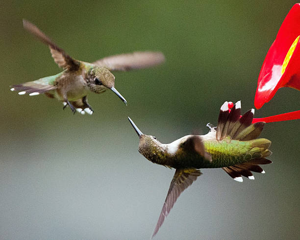 ruby-tico papo tipos de beija-flor luta - ruby throated hummingbird - fotografias e filmes do acervo