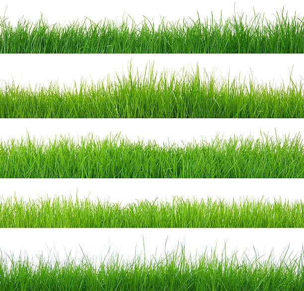 istock set of green grass 461757839