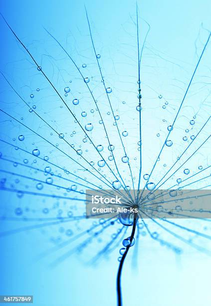 Seeds With Drops Stock Photo - Download Image Now - Abstract, Blue, Close-up