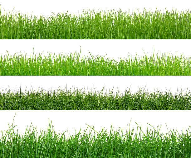 istock set of green grass 461757873