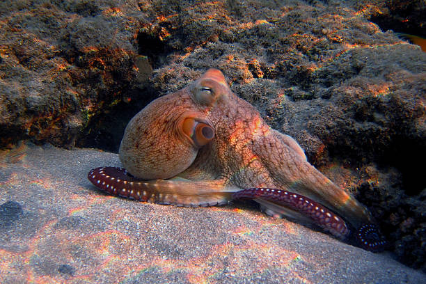 istock red octopus at coral in the sea 461758021