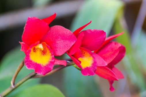 Red Orchids