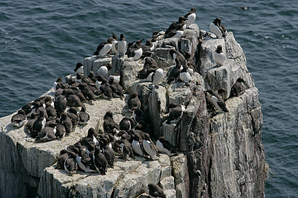 istock Guillemot, Uria aalge 461761399