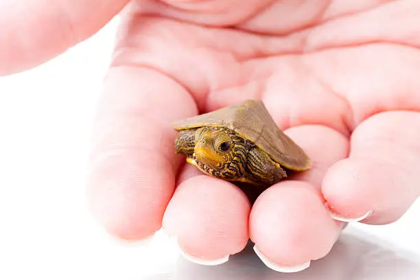 Photo of Baby turtle
