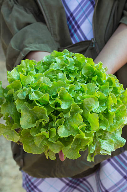 istock organic green oak from farm on hand for vegetable salad 461761719