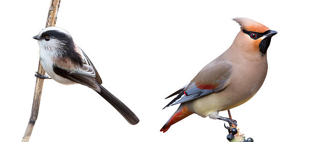 Long-tailed Tit and Japanese Waxwing in a white background