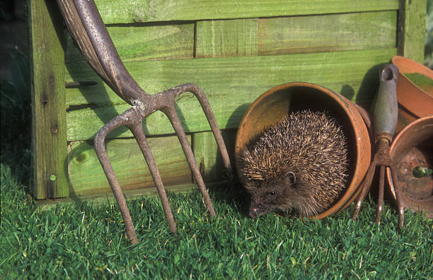 istock Hedgehog, Erinaceus europaeus 461762529