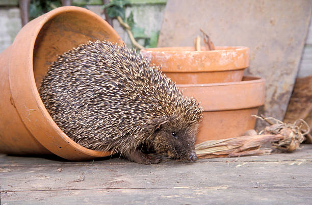 istock Hedgehog, Erinaceus europaeus 461762543