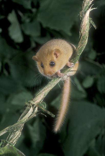 istock Hazel or common dormouse, Muscardinus avellanarius 461762579