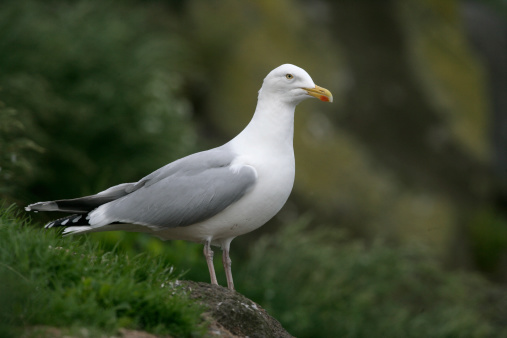 Ring-billed gull (Larus delawarensis) walking to the right on a dock in summer drizzle at Connecticut's Bantam Lake, largest natural lake in the state