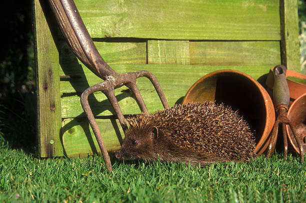 istock Hedgehog, Erinaceus europaeus 461762617