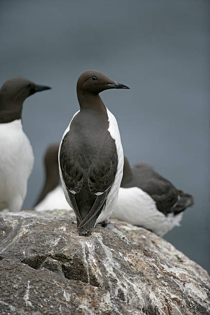 istock Guillemot, Uria aalge 461763693