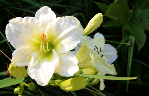 White temptation daylily in garden