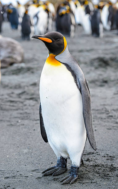 istock Penguins of South Georgia 461770381