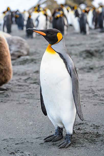 istock Penguins of South Georgia 461770397