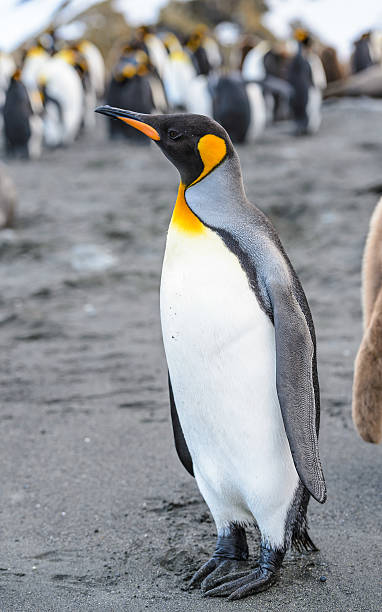 istock Penguins of South Georgia 461770415