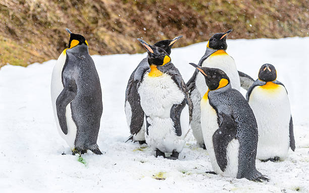 istock Penguins of South Georgia 461771565