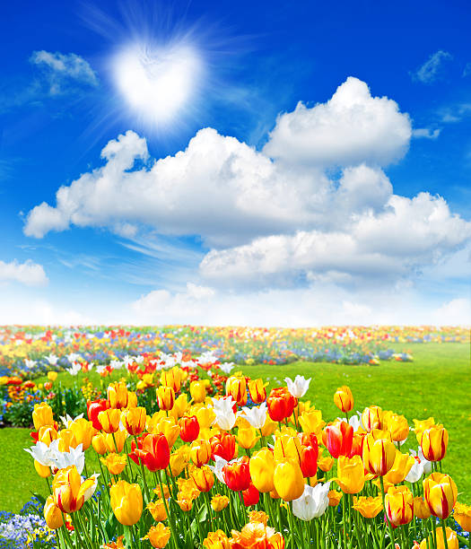 istock flowers field with colorful assorted tulips 461771843