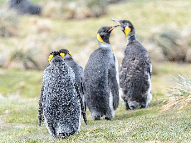 istock Penguins of South Georgia 461771937