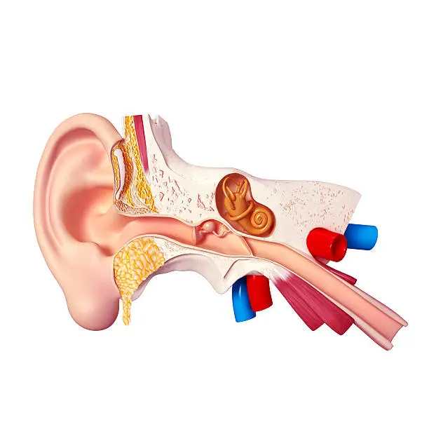 Ear with isolated on blue background