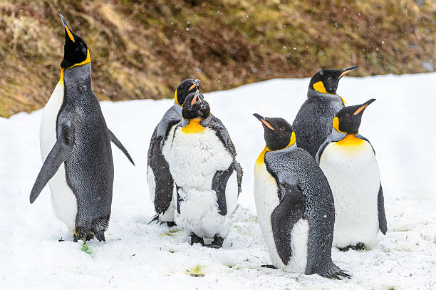 istock Penguins of South Georgia 461774017
