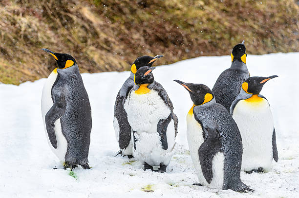 istock Penguins of South Georgia 461776881