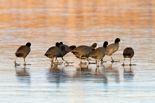 coots flock ( fulica atra ) walking together on icy lake