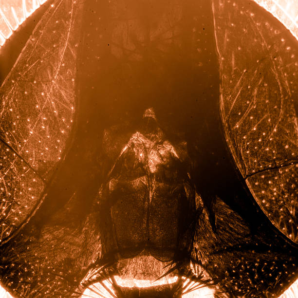 micrografia inseto mosca cabeça - daphnia water flea high scale magnification micro organism imagens e fotografias de stock