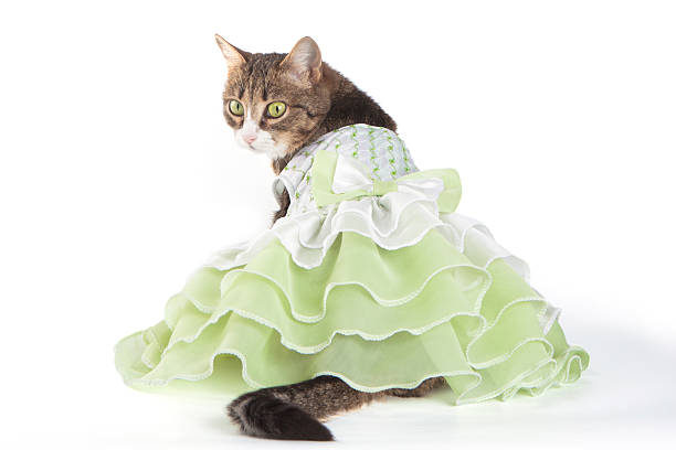 6,900+ Cat Wearing Dress Stock Photos, Pictures & Royalty-Free Images -  iStock