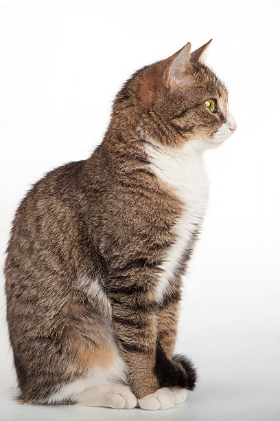 istock Tabby cat with green eyes on isolated background 461782105