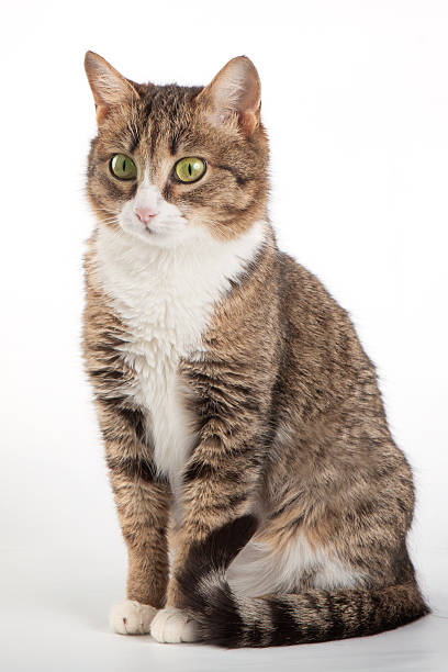istock Tabby cat with green eyes on isolated background 461782297