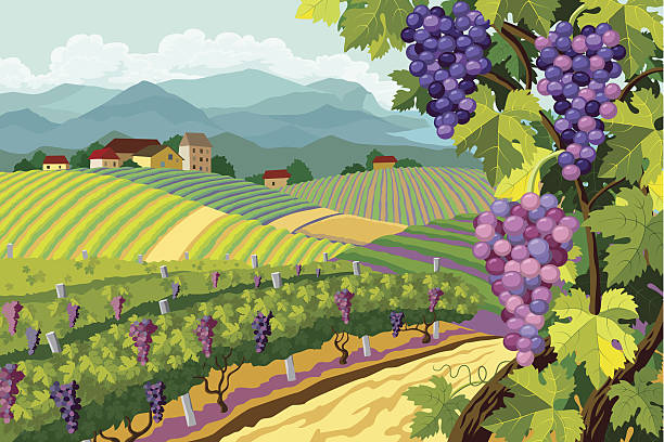 виноград виноградник и bunches - vineyard stock illustrations