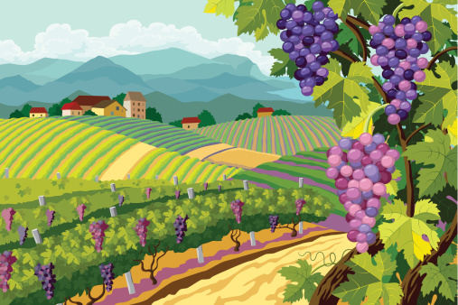 Cartoon image of a vineyard with purple grapes