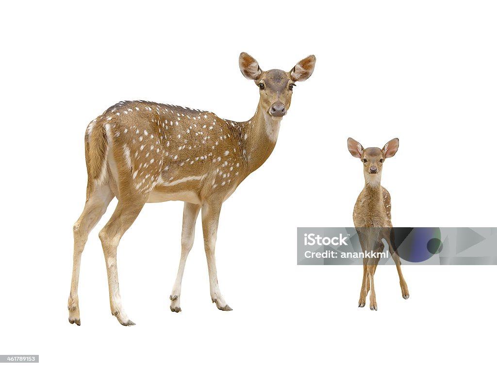 axis deer family with green grass isolated axis deer family with green grass isolated on white background Deer Stock Photo