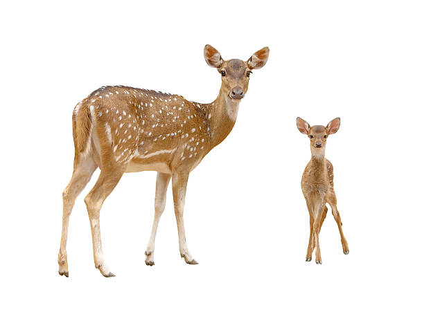 axis deer family with green grass isolated axis deer family with green grass isolated on white background fawn young deer stock pictures, royalty-free photos & images
