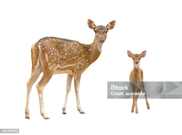 Axis Deer Family With Green Grass Isolated Stock Photo - Download Image Now - Deer, Doe, Cut Out