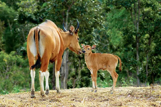 banteng in deciduous forest