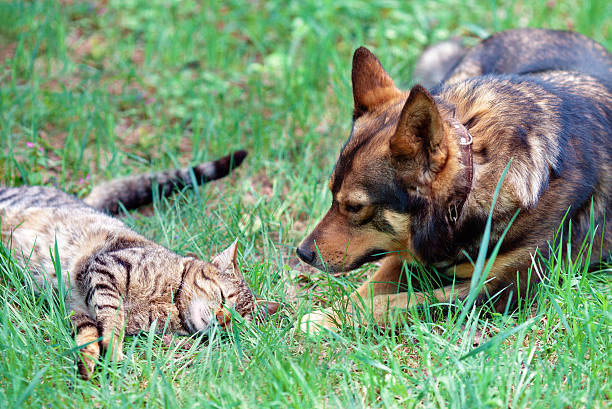 istock Dog and cat playing together 461789935