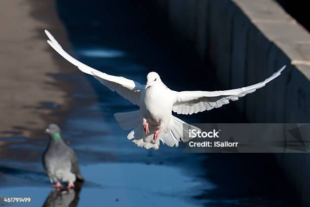 Weiße Pigeon Stockfoto und mehr Bilder von Anmut - Anmut, Eleganz, Feder