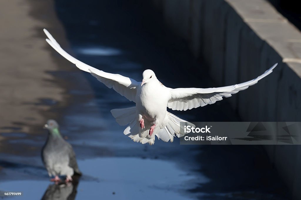 Pombo branca - Royalty-free Amor Foto de stock