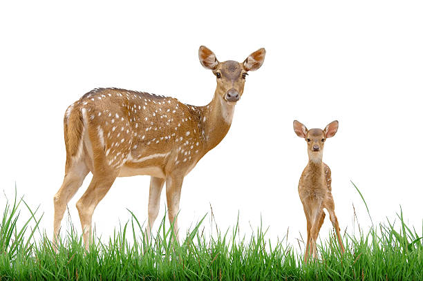 istock axis deer family with green grass isolated 461794235