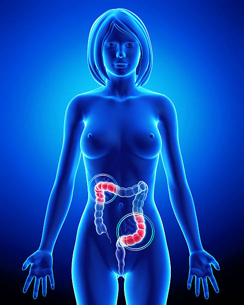 anatomia feminino parcial dor no sistema digestivo - descending colon - fotografias e filmes do acervo