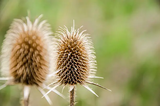 Dried teasel flower head, Dipsacus fullonum, syn. Dipsacus sylvestris, species of flowering plant known by the common names Fuller's teasel and wild teasel.
