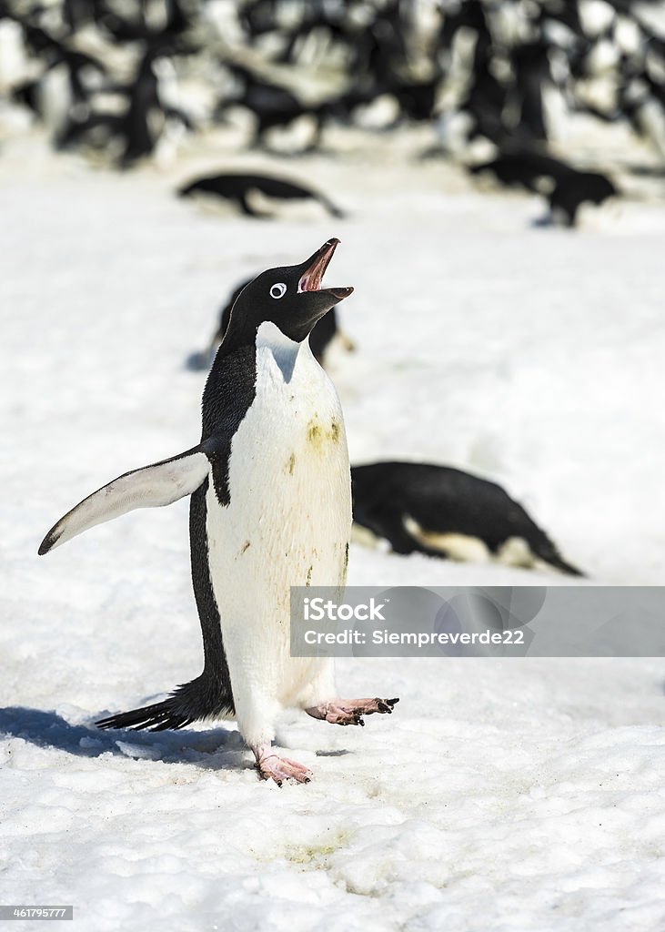 Pingüinos de Antártida - Foto de stock de Aire libre libre de derechos