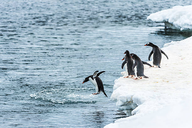 istock Penguins of Antarctica 461795795