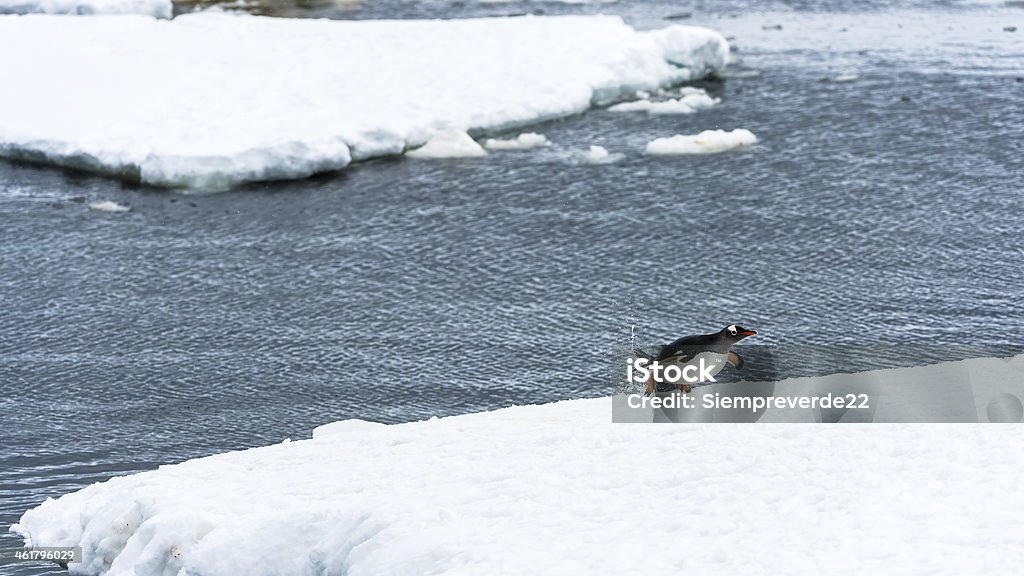 Penguins da Antártida - Royalty-free Animal Foto de stock