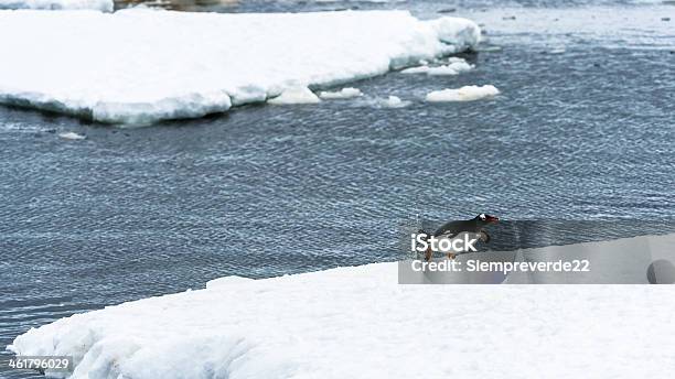 Penguins Da Antártida - Fotografias de stock e mais imagens de Animal - Animal, Antártida, Ao Ar Livre