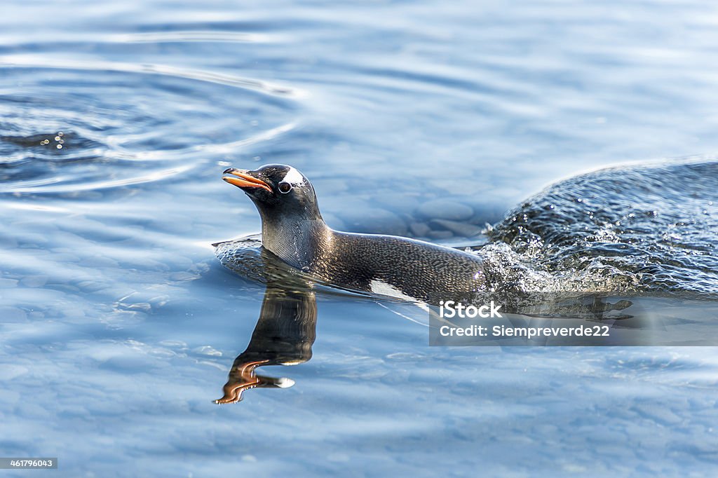 Pingüinos de Antártida - Foto de stock de Aire libre libre de derechos